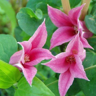 Clematis texensis 'Princess Diana' - Blühende Kletterpflanze von Native Plants von pflanzen für dich