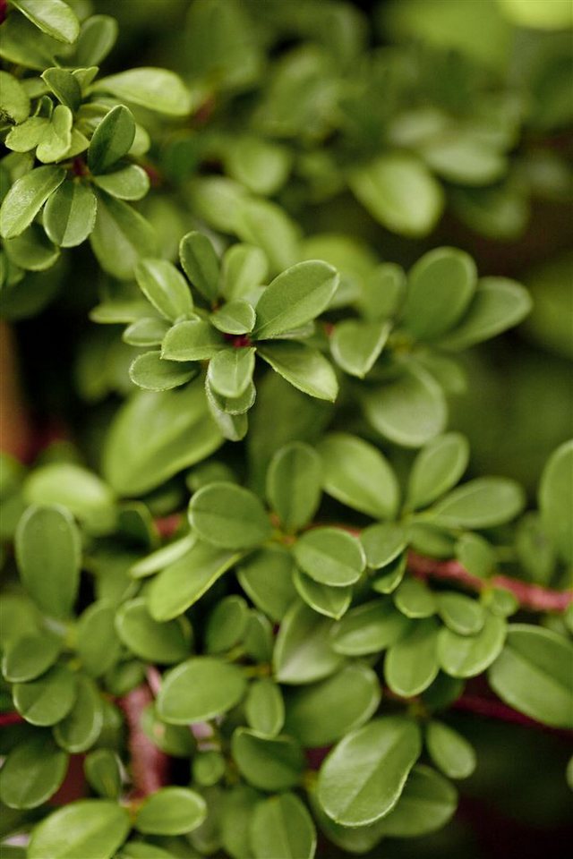 Pflanzen für Dich Bodendecker Cotoneaster radicans Eichholz, 1 St., Kriechmispel, Teppichmispel, immergrün, bodendecker Pflanzen für Dich Bodendecker Cotoneaster radicans Eichholz, 1 St., Kriechmispel, Teppichmispel, immergrün, bodendecker von Pflanzen für Dich