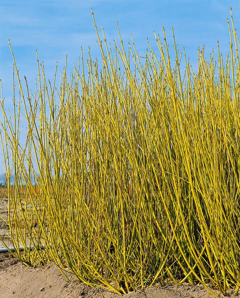 Pflanzen für Dich Gehölze Cornus sericea Flaviramea, 1 St., Gelbholz-Hartriegel, Gelber Hartriegel, Gelbzweigiger Hartriegel von Pflanzen für Dich