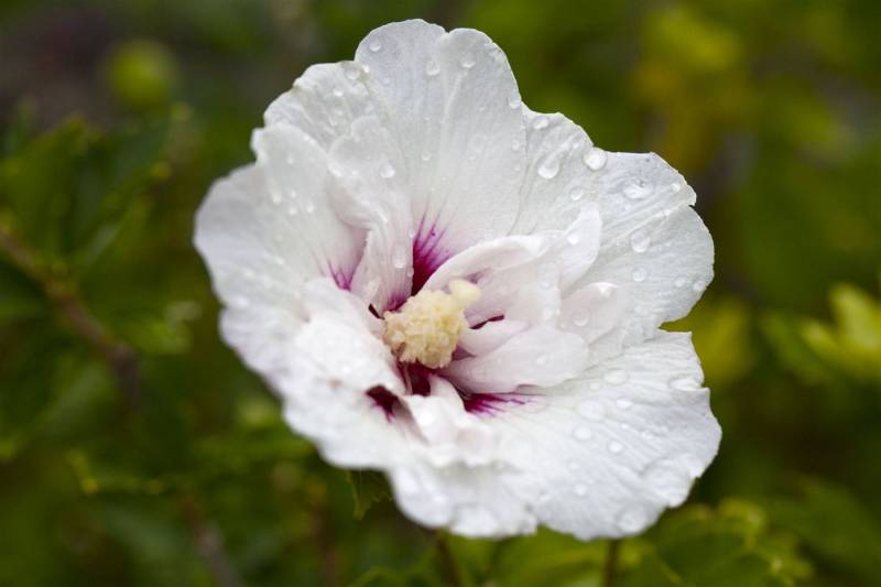 Pflanzen für Dich Gehölze Hibiscus syriacus Pinky Spot, 1 St., Garteneibisch, Straucheibisch von Pflanzen für Dich