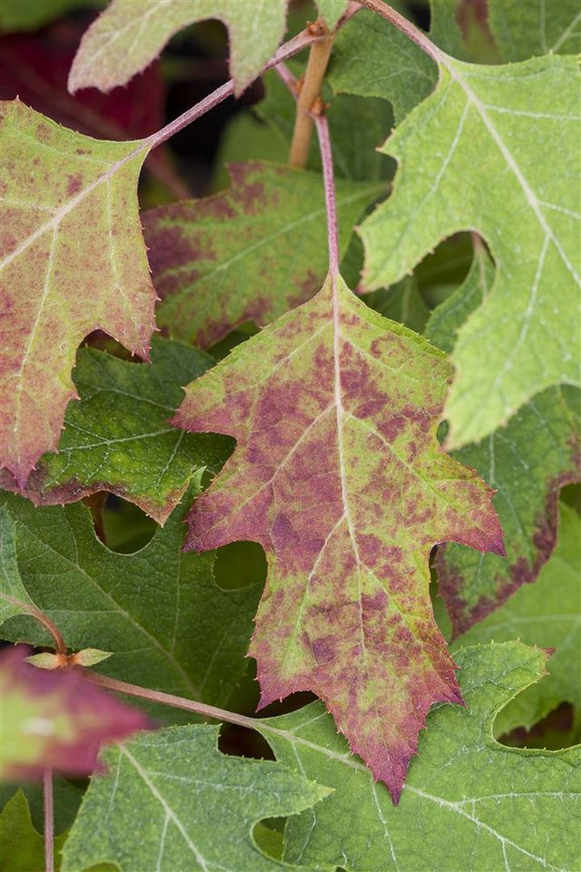 Pflanzen für Dich Gehölze Hydrangea quercifolia 'Ice Crystal' -R- von Pflanzen für Dich
