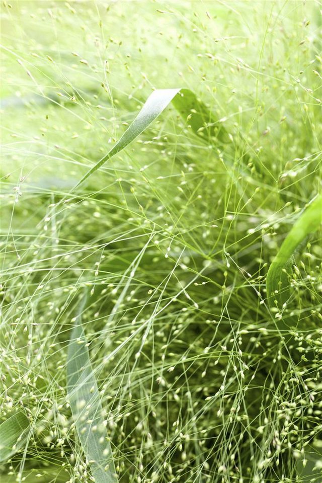 Pflanzen für Dich Gräser Panicum virgatum, 1 St., Rutenhirse, Präriehirse, ziergras, trockenheitsresistent Pflanzen für Dich Gräser Panicum virgatum, 1 St., Rutenhirse, Präriehirse, ziergras, trockenheitsresistent von Pflanzen für Dich