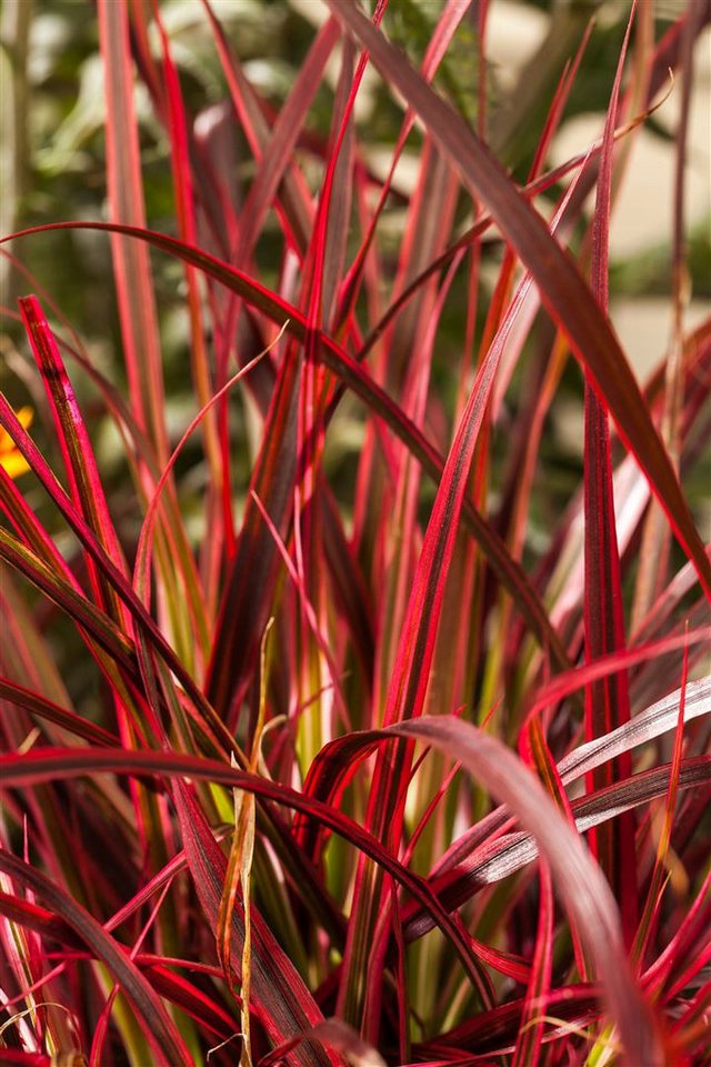 Pflanzen für Dich Gräser Uncinia rubra, 1 St., Roter Haken-Segge, Rote Segge, rotbraun, grasartig von Pflanzen für Dich