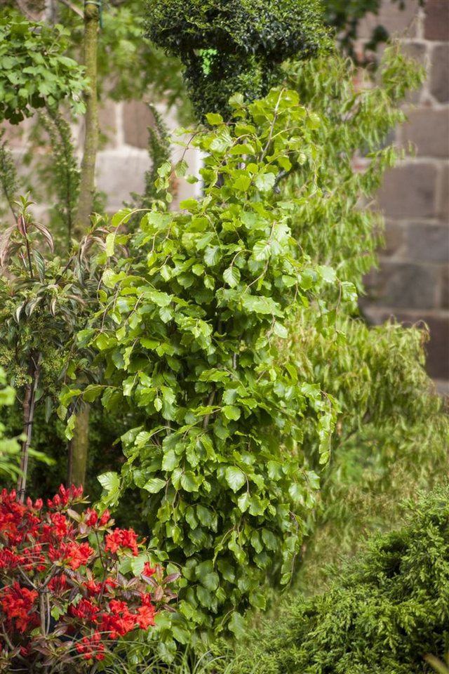 Pflanzen für Dich Hecken Fagus sylvatica Dawyck, 1 St., Säulen-Buche, Säulenrotbuche, säulenform, laubabwerfend von Pflanzen für Dich