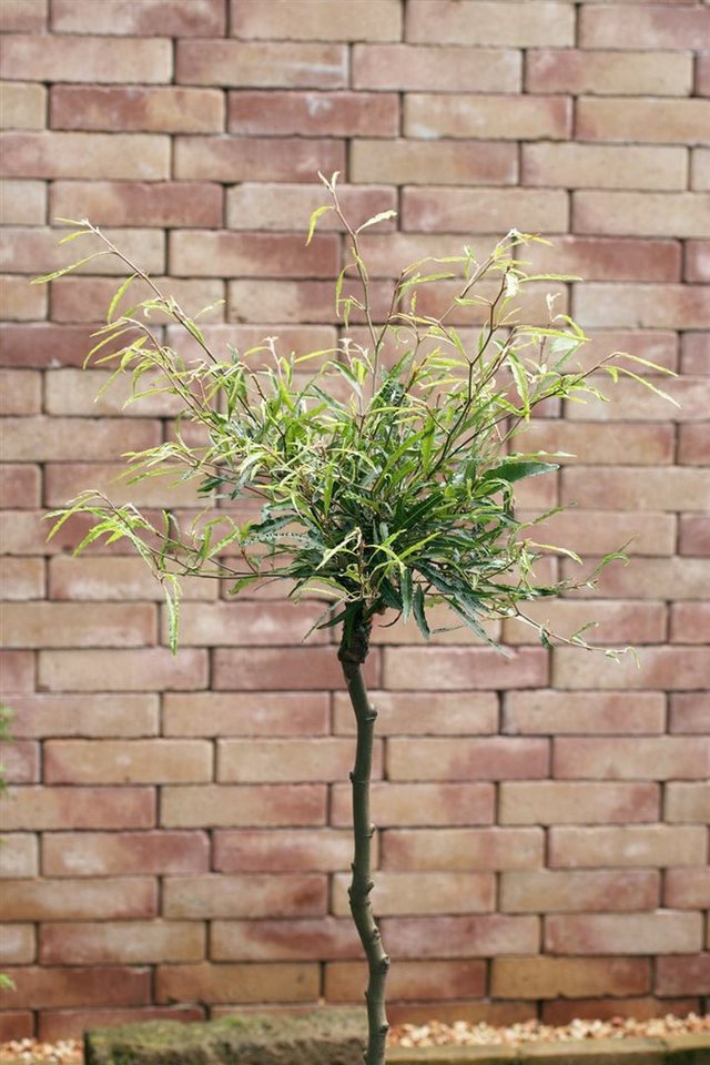 Pflanzen für Dich Hecken Fagus sylvatica Mercedes, 1 St., Rotbuche, Blutbuche, schmalblättrig, kompaktwuchs von Pflanzen für Dich