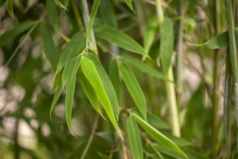 Pflanzen für Dich Hecken Fargesia Maasai, 1 St., Fargesia, Schirmbambus, dichtwachsend, winterhart von Pflanzen für Dich