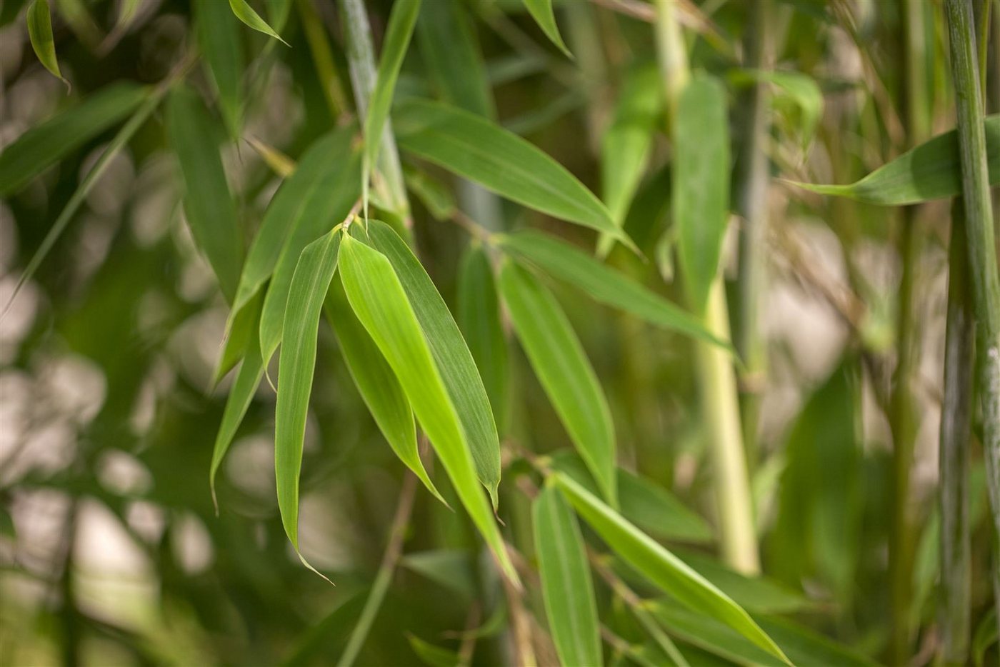 Pflanzen für Dich Hecken Fargesia Maasai, 1 St., Fargesia, Schirmbambus, dichtwachsend, winterhart von Pflanzen für Dich