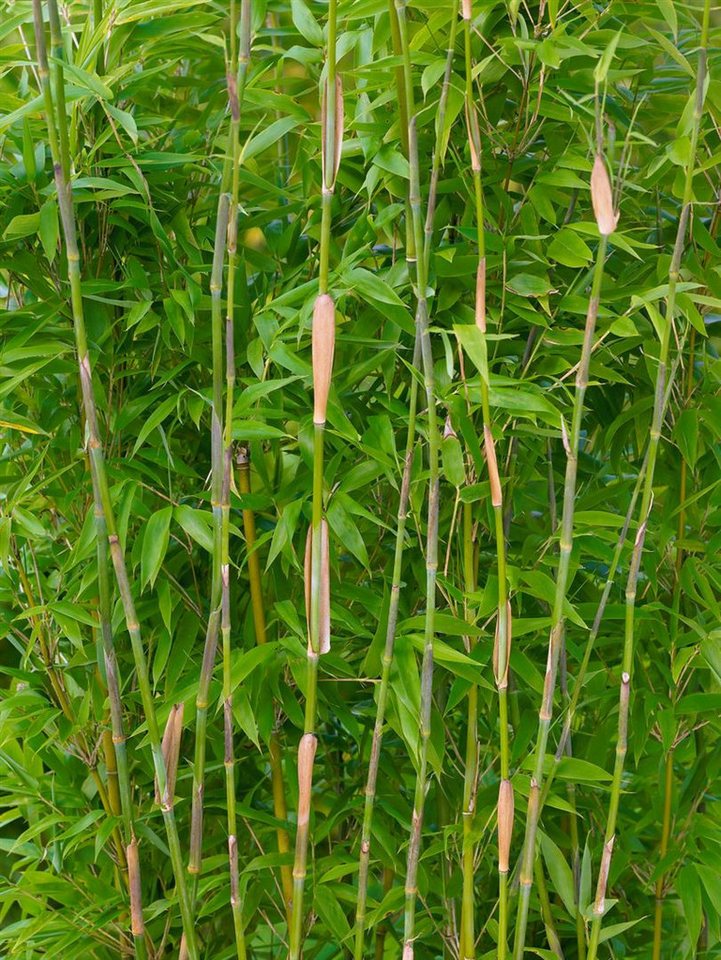 Pflanzen für Dich Hecken Fargesia denudata, 1 St., Schirmbambus, Gartenbambus, dichtwachsend, winterhart von Pflanzen für Dich