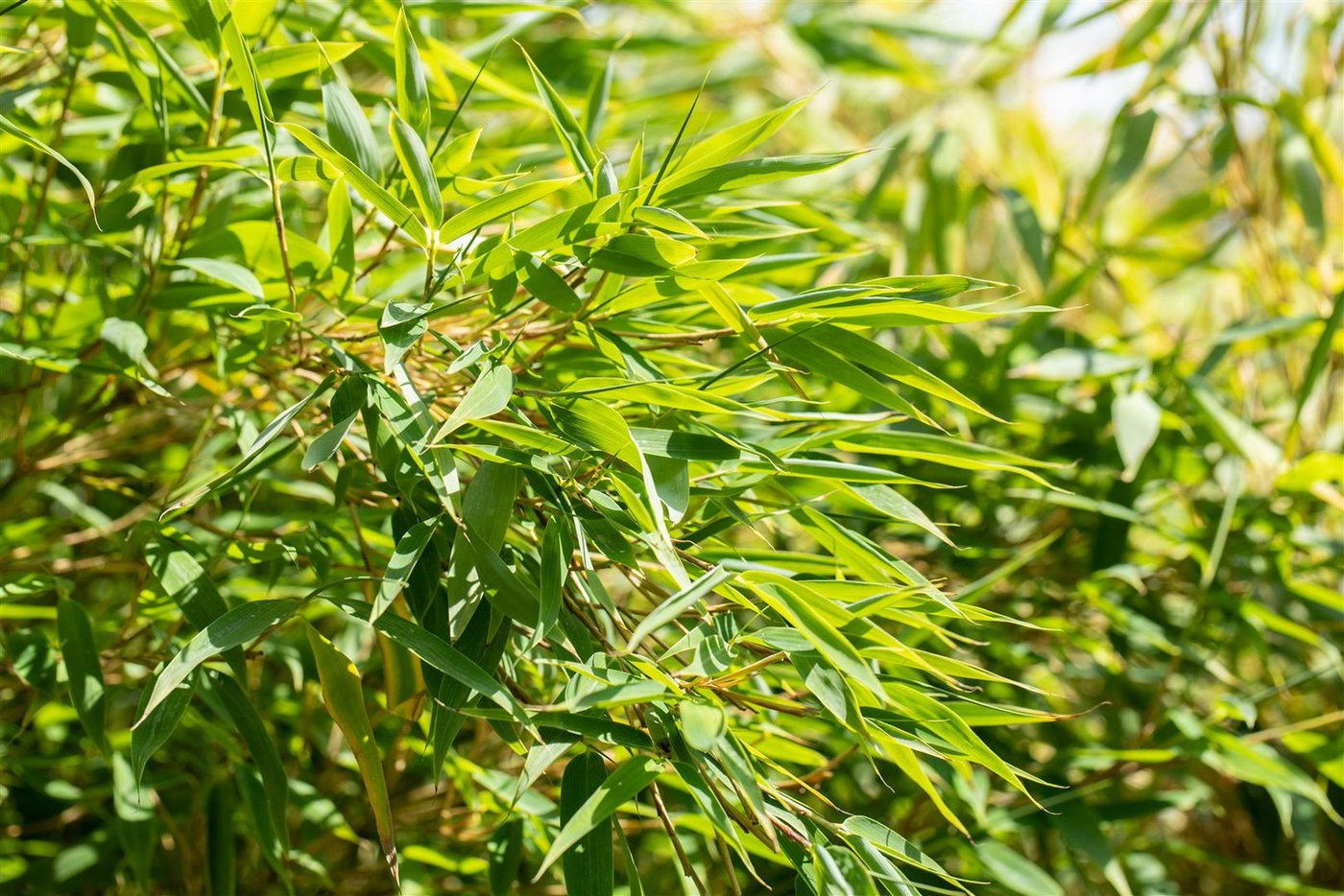 Pflanzen für Dich Hecken Fargesia nitida, 1 St., Schirmbambus, Gartenbambus, dichtwachsend, winterhart von Pflanzen für Dich
