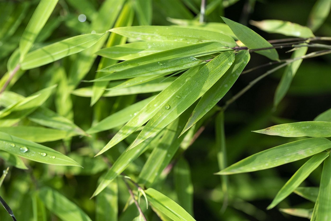 Pflanzen für Dich Hecken Fargesia nitida Black Pearl, 1 St., Schwarzer Bambus, Gartenbambus, dunkelhalme, winterhart von Pflanzen für Dich