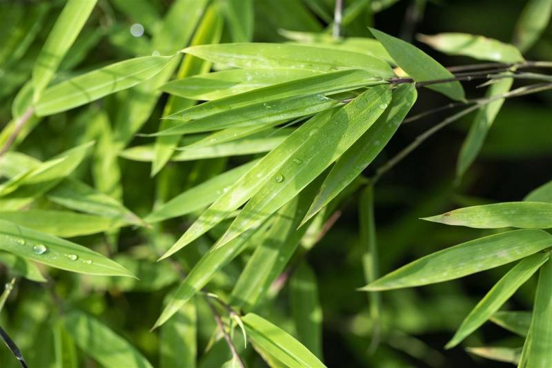 Pflanzen für Dich Hecken Fargesia nitida Black Pearl, 1 St., Schwarzer Bambus, Gartenbambus, dunkelhalme, winterhart von Pflanzen für Dich
