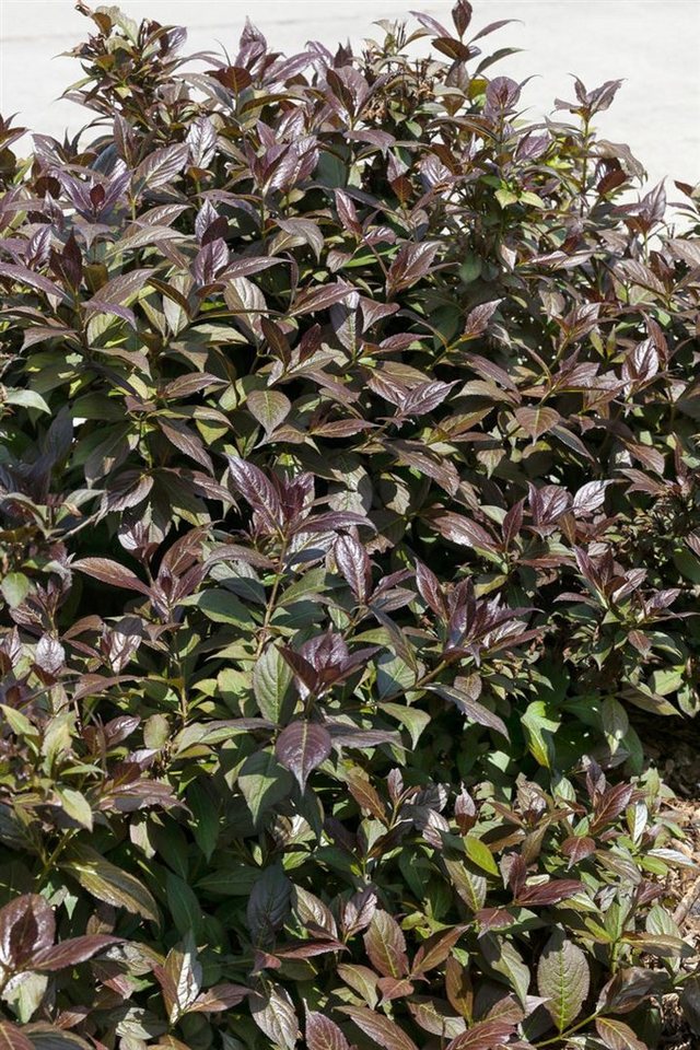 Pflanzen für Dich Hecken Weigela Black and White, 1 St., Weigelie, dunkelblättrig, weißblühend von Pflanzen für Dich