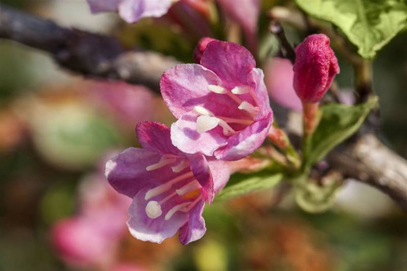 Pflanzen für Dich Hecken Weigela florida Variegata, 1 St., Weigelie, Weigelstrauch, buntlaubig, rosa Blüten von Pflanzen für Dich
