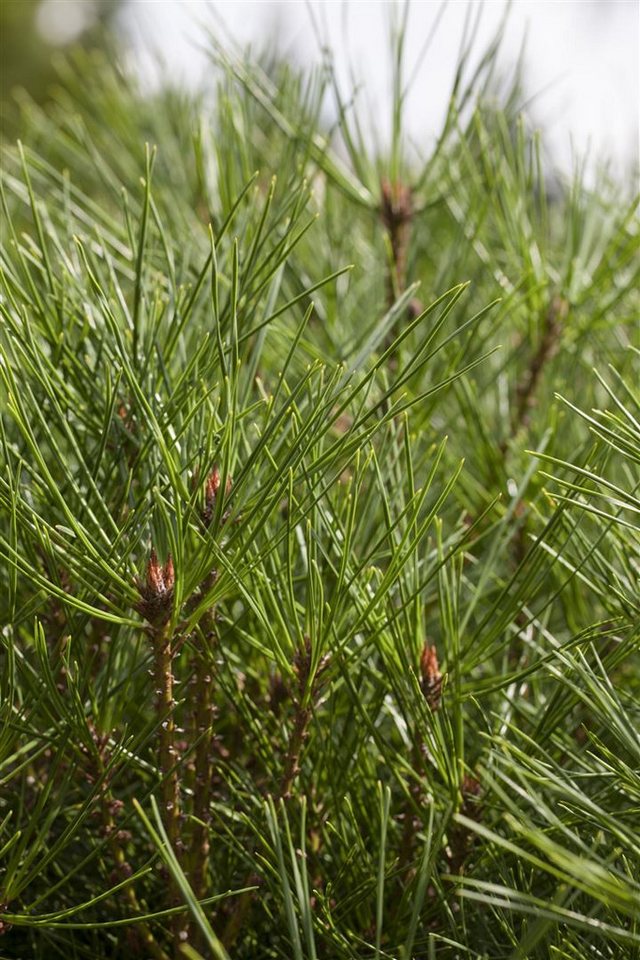 Pflanzen für Dich Konifere Pinus densiflora Jane Kluis, 1 St., Japanische Rotkiefer, Mädchenkiefer, kompakt, rotbraune Rinde von Pflanzen für Dich