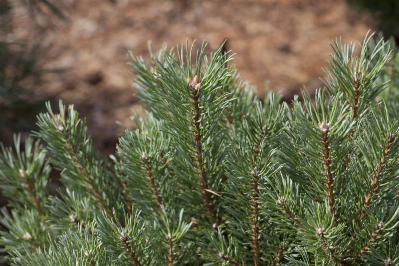 Pflanzen für Dich Konifere Pinus sylvestris, 1 St., Waldkiefer, Föhre, Gemeine Kiefer, orange Rinde, windresistent von Pflanzen für Dich