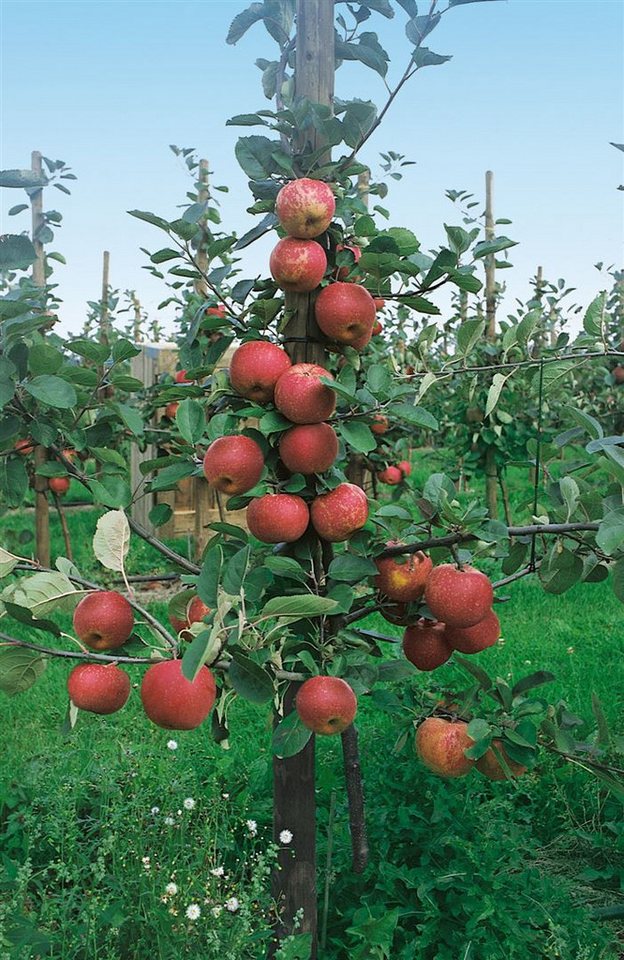 Pflanzen für Dich Obstpflanze Malus 'Roter Boskoop', 1 St., Roter Boskoop, Boskoop-Apfel, Apfelbaum, säuerlich, lagerfähig von Pflanzen für Dich
