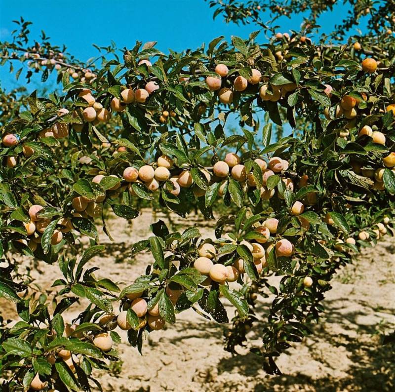 Pflanzen für Dich Obstpflanze Prunus armeniaca Nancy Aprikose, 1 St., Aprikose, Marille, süßfruchtig, frühreifend von Pflanzen für Dich