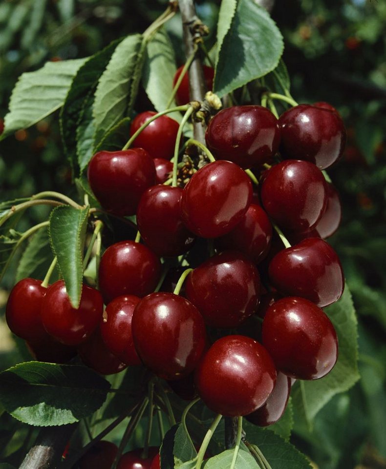 Pflanzen für Dich Obstpflanze Prunus avi. Große Schwarze Knorpel, 1 St., Große Schwarze Knorpelkirsche, Süßkirsche, dunkelrot, süßfruchtig von Pflanzen für Dich
