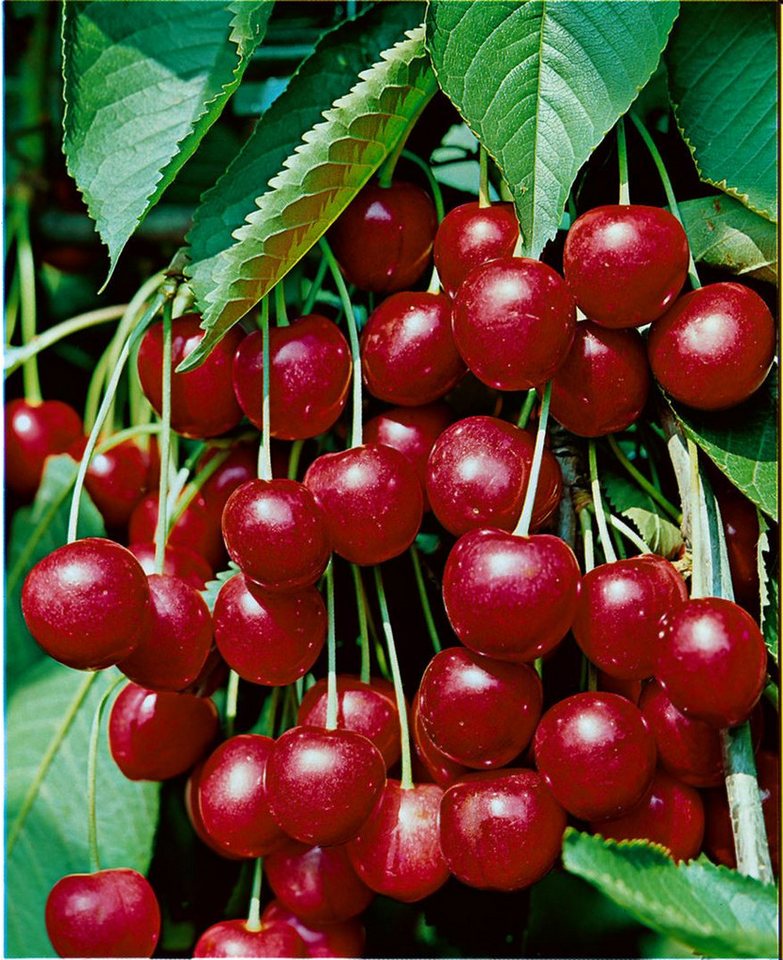 Pflanzen für Dich Obstpflanze Prunus avi. Hedelfinger Riesenk., 1 St., Hedelfinger Riesenkirsche, Süßkirsche, großfrüchtig, spätblühend von Pflanzen für Dich