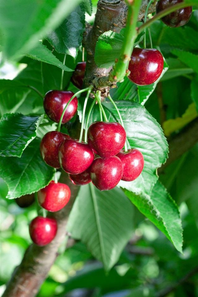 Pflanzen für Dich Obstpflanze Prunus avium Summit, 1 St., Süßkirsche, Vogelkirsche, süßkirsche, selbstfruchtend von Pflanzen für Dich