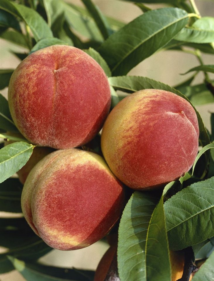 Pflanzen für Dich Obstpflanze Prunus persica South Haven, 1 St., Pfirsichbaum, Pfirsich, süß, saftig von Pflanzen für Dich