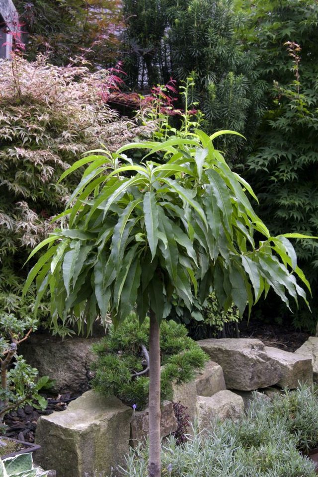 Pflanzen für Dich Obstpflanze Zwergpfirsich, 1 St., Zwergpfirsich, Prunus persica var. nucipersica, kompakt, pfirsichfrüchte von Pflanzen für Dich