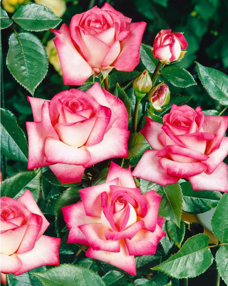 Pflanzen für Dich Rose Edelrose Nostalgie von Pflanzen für Dich