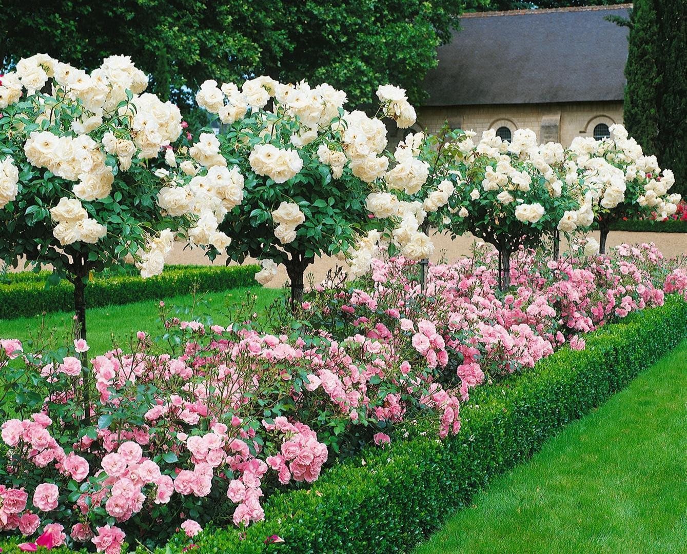 Pflanzen für Dich Rose Rosa Sonnenschirm Pflanzen für Dich Rose Rosa Sonnenschirm von Pflanzen für Dich
