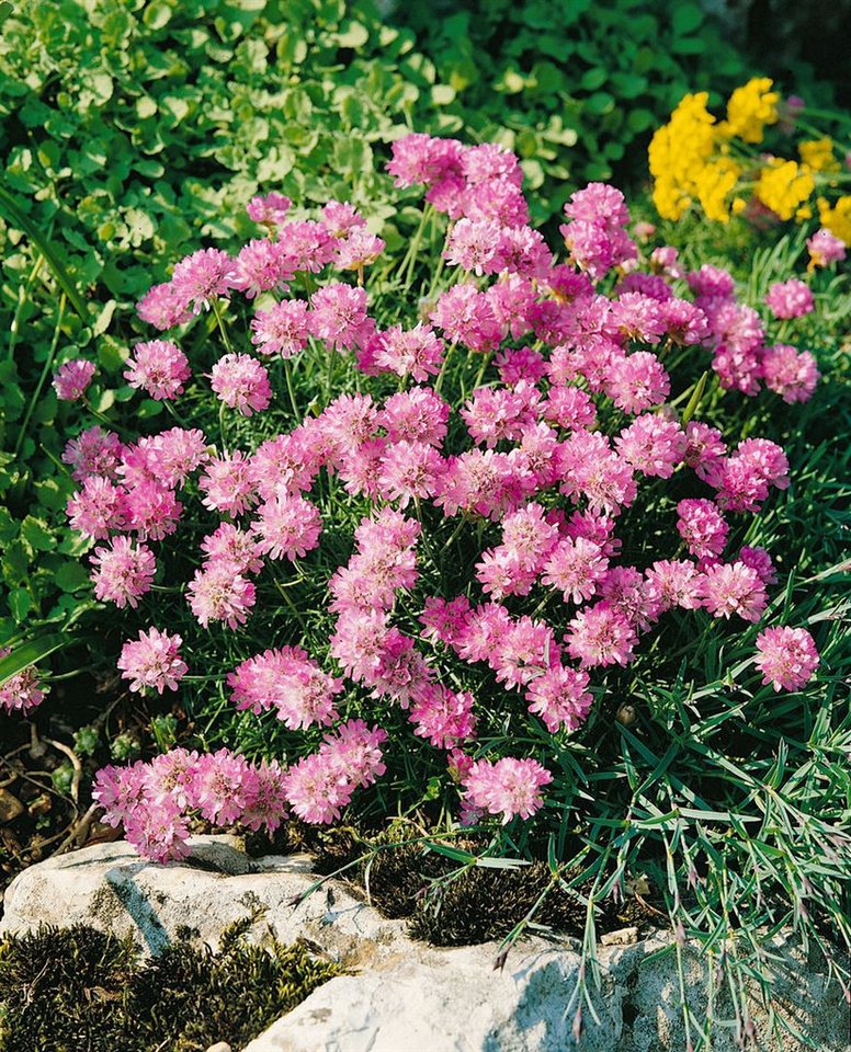 Pflanzen für Dich Staude Armeria junip. Röschen, 1 St., Grasnelke, Rasen-Grasnelke von Pflanzen für Dich
