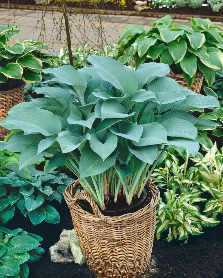 Pflanzen für Dich Staude Hosta nigrescens Krossa Regal, 1 St., Funkie, Herzblattlilie von Pflanzen für Dich