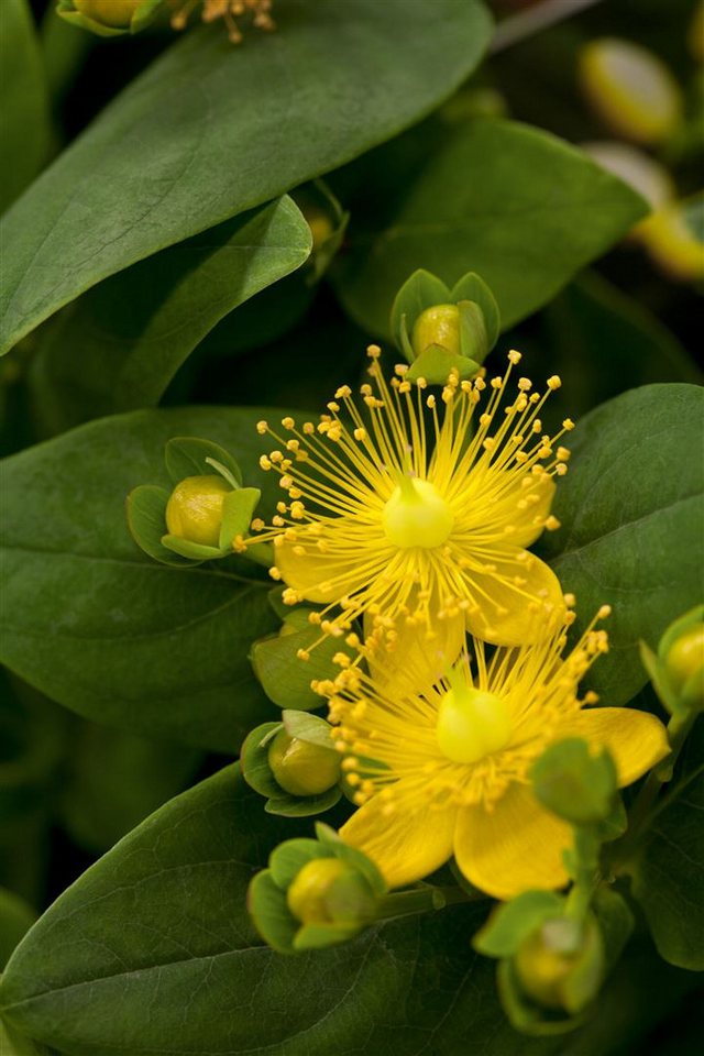 Pflanzen für Dich Staude Hypericum calycinum Rose von Sharon, 1 St., Niedriges Johanniskraut, Immergrün-Johanniskraut Pflanzen für Dich Staude Hypericum calycinum Rose von Sharon, 1 St., Niedriges Johanniskraut, Immergrün-Johanniskraut von Pflanzen für Dich