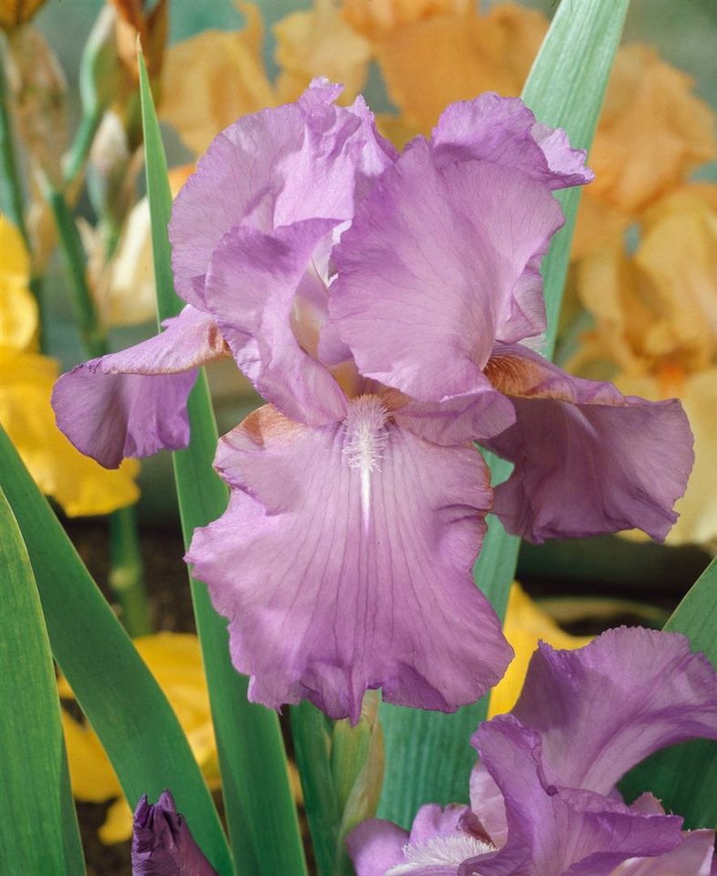 Pflanzen für Dich Staude Iris barb. Amethyst Flame, 1 St., Bart-Iris, Schwertlilie von Pflanzen für Dich