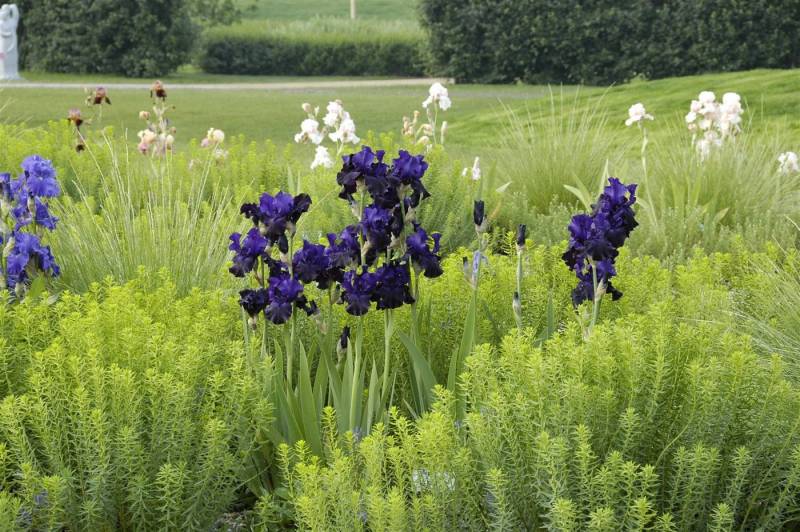 Pflanzen für Dich Staude Iris barb. Dusky Challenger, 1 St., Bart-Iris, Schwertlilie Pflanzen für Dich Staude Iris barb. Dusky Challenger, 1 St., Bart-Iris, Schwertlilie von Pflanzen für Dich