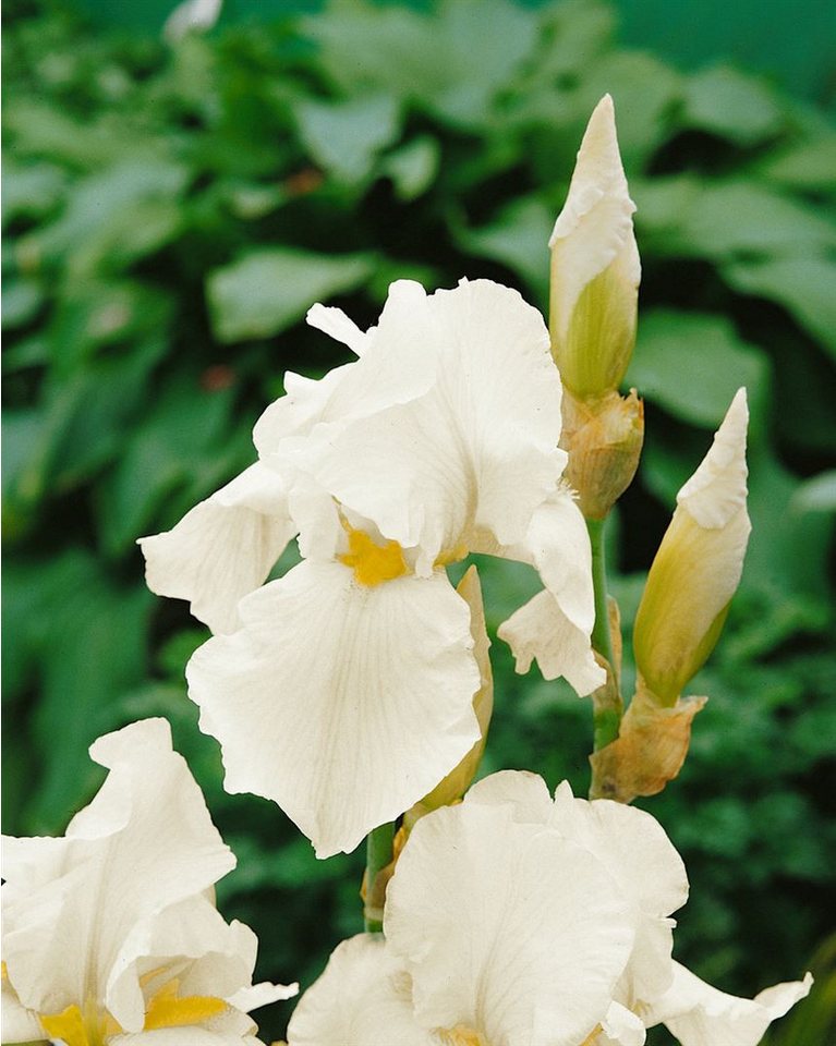Pflanzen für Dich Staude Iris barb.-elat. English Cottage, 1 St., Bart-Iris, Schwertlilie von Pflanzen für Dich
