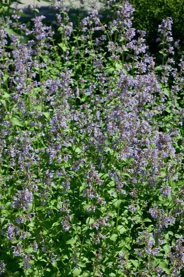Pflanzen für Dich Staude Nepeta grand. Pool Bank, 1 St., Großblütige Katzenminze Pflanzen für Dich Staude Nepeta grand. Pool Bank, 1 St., Großblütige Katzenminze von Pflanzen für Dich
