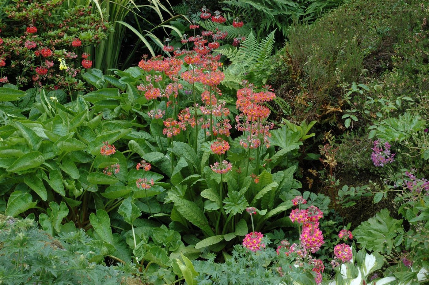 Pflanzen für Dich Staude Primula bullesiana, 1 St., Etagen-Primel, Kerzen-Primel von Pflanzen für Dich