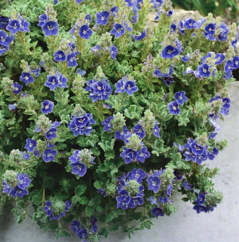 Pflanzen für Dich Staude Veronica Tidal Pool von Pflanzen für Dich