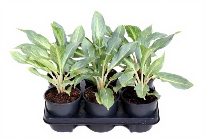 Pflanzen für Dich Zimmerpflanze Aglaonema Ghost, 1 St., silbrig-grün, luftreinigend von Pflanzen für Dich