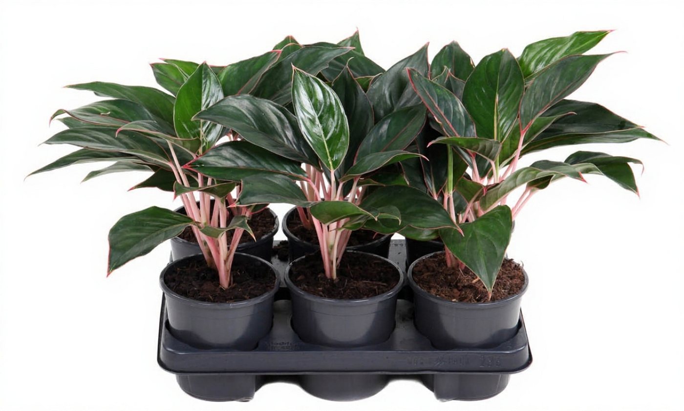 Pflanzen für Dich Zimmerpflanze Aglaonema Misterio, 1 St., buntes Laub, pflegeleicht Pflanzen für Dich Zimmerpflanze Aglaonema Misterio, 1 St., buntes Laub, pflegeleicht von Pflanzen für Dich