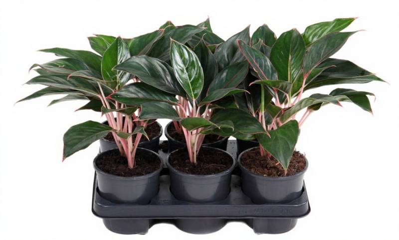 Pflanzen für Dich Zimmerpflanze Aglaonema Misterio, 1 St., buntes Laub, pflegeleicht Pflanzen für Dich Zimmerpflanze Aglaonema Misterio, 1 St., buntes Laub, pflegeleicht von Pflanzen für Dich