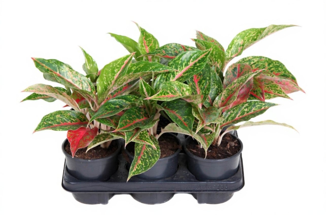 Pflanzen für Dich Zimmerpflanze Aglaonema Night Sparkle, 1 St., dunkelgrün, pflegeleicht Pflanzen für Dich Zimmerpflanze Aglaonema Night Sparkle, 1 St., dunkelgrün, pflegeleicht von Pflanzen für Dich