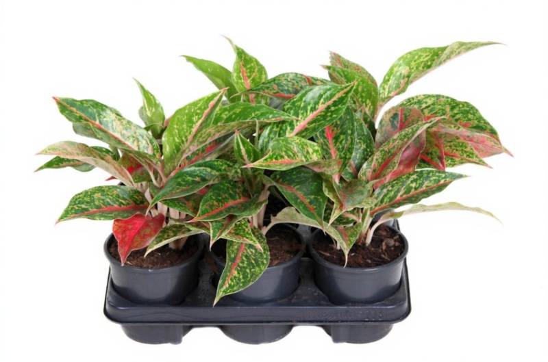 Pflanzen für Dich Zimmerpflanze Aglaonema Night Sparkle, 1 St., dunkelgrün, pflegeleicht von Pflanzen für Dich