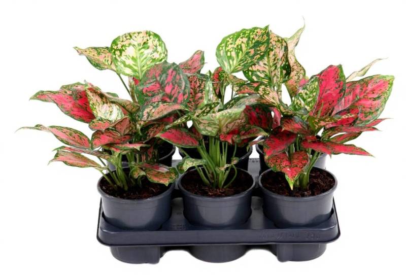 Pflanzen für Dich Zimmerpflanze Aglaonema Red Valentine, 1 St., rote Blätter, pflegeleicht von Pflanzen für Dich