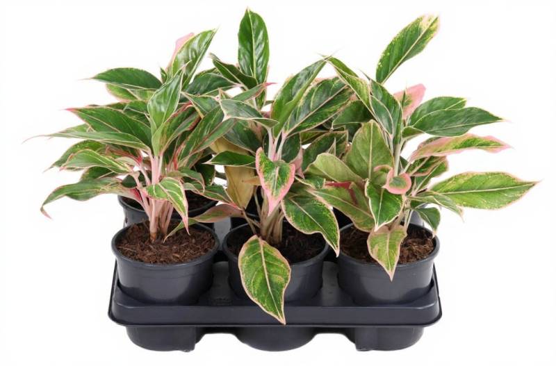 Pflanzen für Dich Zimmerpflanze Aglaonema Siam Pink, 1 St., rosa-grün, luftreinigend Pflanzen für Dich Zimmerpflanze Aglaonema Siam Pink, 1 St., rosa-grün, luftreinigend von Pflanzen für Dich