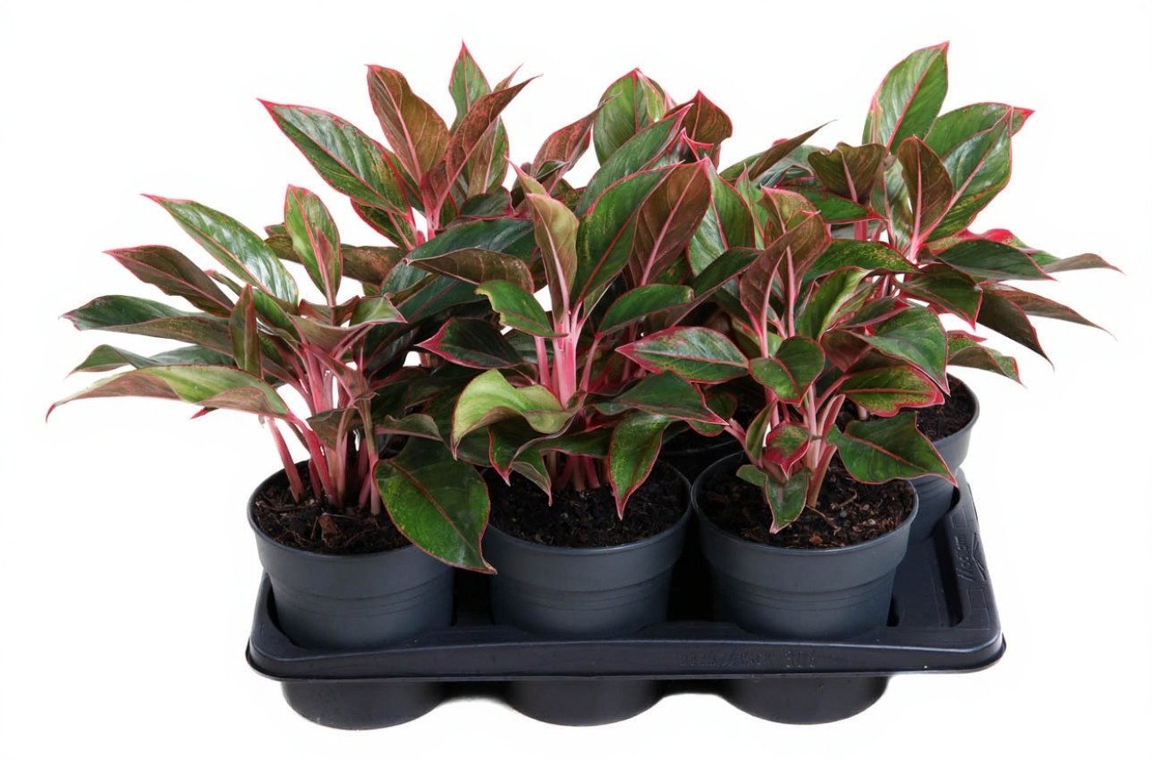 Pflanzen für Dich Zimmerpflanze Aglaonema Siam Red, 1 St., rote Blätter, pflegeleicht Pflanzen für Dich Zimmerpflanze Aglaonema Siam Red, 1 St., rote Blätter, pflegeleicht von Pflanzen für Dich
