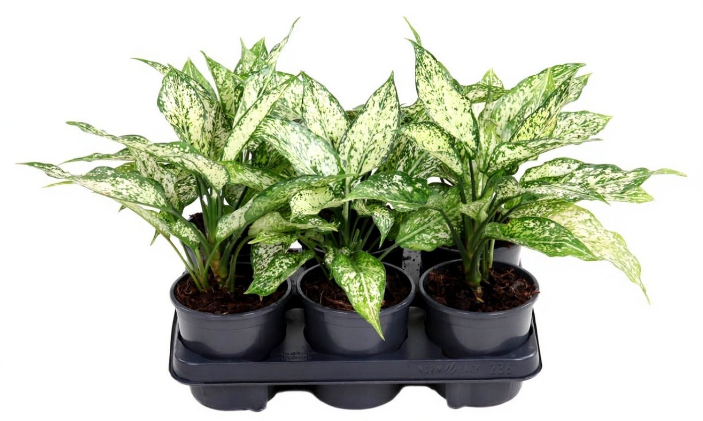 Pflanzen für Dich Zimmerpflanze Aglaonema White Diamond, 1 St., weiß-grün, luftreinigend Pflanzen für Dich Zimmerpflanze Aglaonema White Diamond, 1 St., weiß-grün, luftreinigend von Pflanzen für Dich