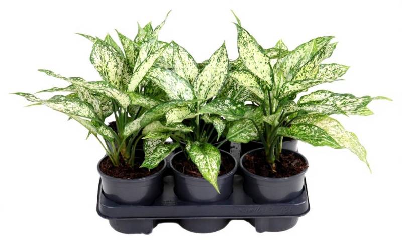 Pflanzen für Dich Zimmerpflanze Aglaonema White Diamond, 1 St., weiß-grün, luftreinigend von Pflanzen für Dich