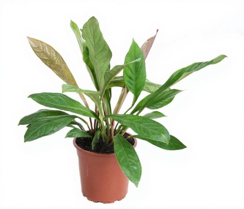 Pflanzen für Dich Zimmerpflanze Anthurium Jungle King, 1 St., großblättrig, luftreinigend von Pflanzen für Dich