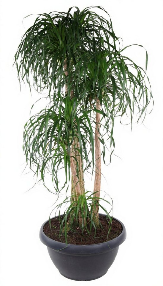 Pflanzen für Dich Zimmerpflanze Beaucarnea verz., 1 St., elefantenfuß, pflegeleicht Pflanzen für Dich Zimmerpflanze Beaucarnea verz., 1 St., elefantenfuß, pflegeleicht von Pflanzen für Dich