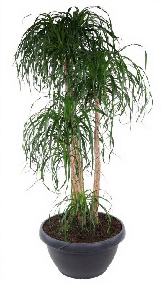 Pflanzen für Dich Zimmerpflanze Beaucarnea verz., 1 St., elefantenfuß, pflegeleicht Pflanzen für Dich Zimmerpflanze Beaucarnea verz., 1 St., elefantenfuß, pflegeleicht von Pflanzen für Dich